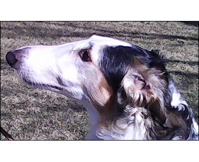 Top Obedience Borzoi 2015